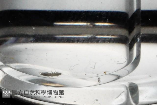 漢氏合鞭尾蟲藏品圖，第4張