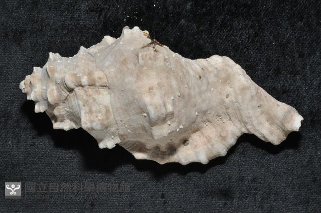 象鼻法螺藏品圖，第4張