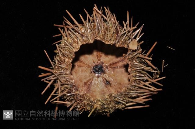 海刺蝟藏品圖，第4張