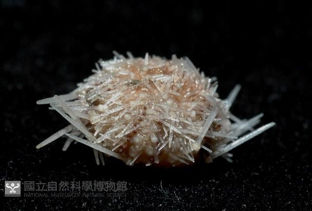 福氏鋸海膽藏品圖，第4張