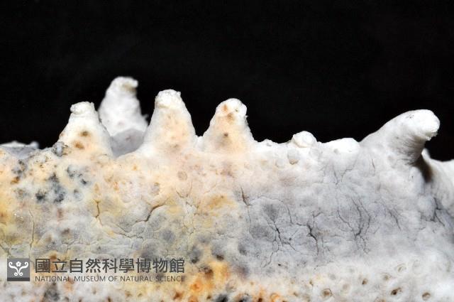 方柱翼手參藏品圖，第4張