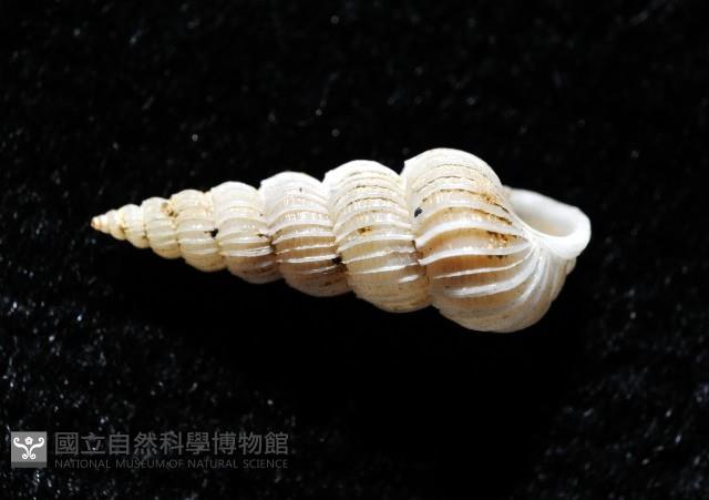 精靈海螄螺藏品圖，第4張