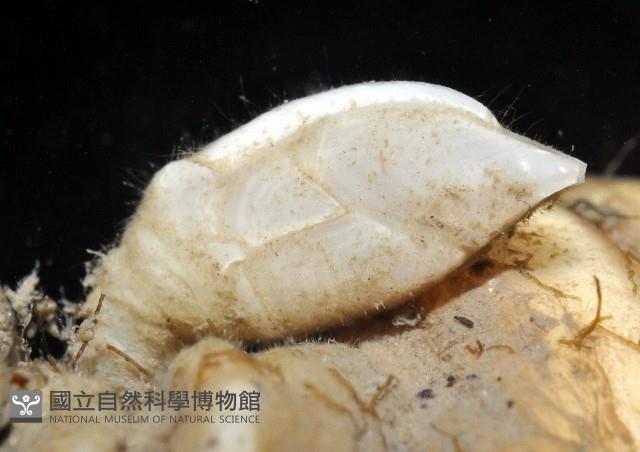 單節三角鎧茗荷藏品圖，第4張