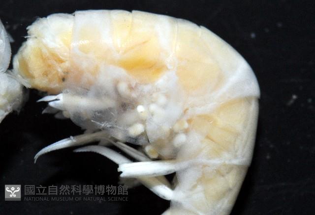 纖小麗額蝦藏品圖，第4張