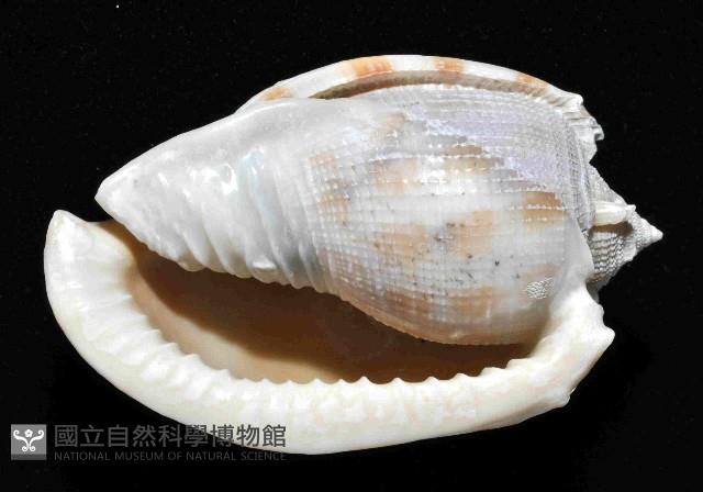 布紋鬘螺藏品圖，第4張
