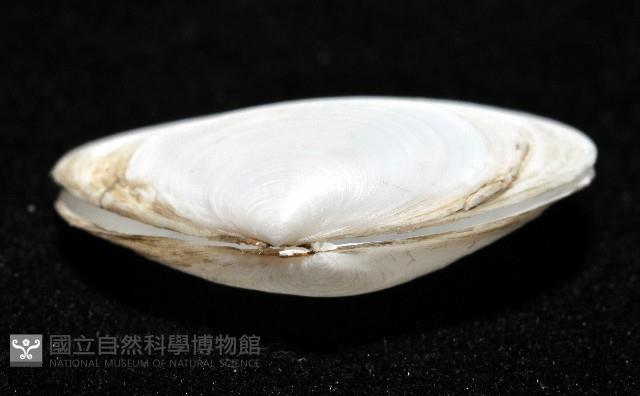 淺溝蛤藏品圖，第4張