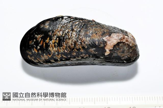 臺灣深海殼菜蛤藏品圖，第4張