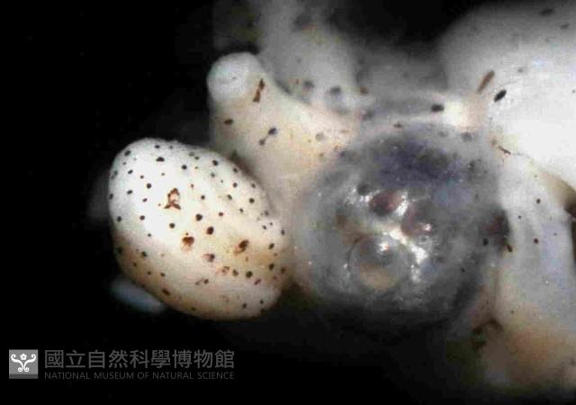 扁船蛸藏品圖，第4張