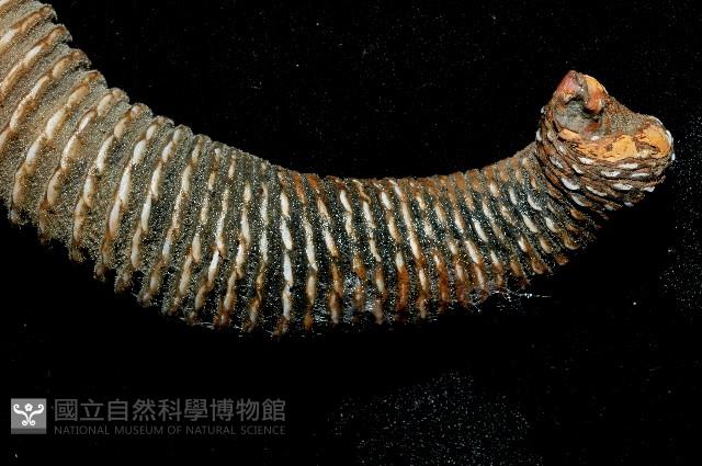 司氏鎧茗荷藏品圖，第4張