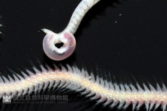 未知種角吻沙蠶藏品圖，第4張