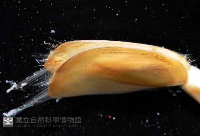 亞氏海豆芽藏品圖，第4張