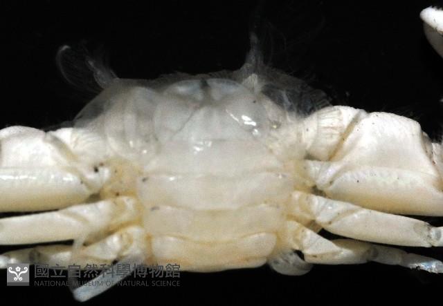 美麗多指瓷蟹藏品圖，第4張
