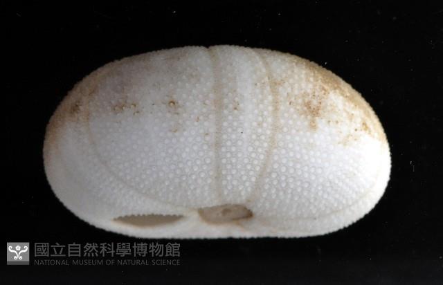 卵圓斜海膽藏品圖，第4張