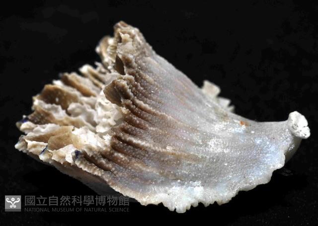 卡諾貝里卡葵珊瑚藏品圖，第4張