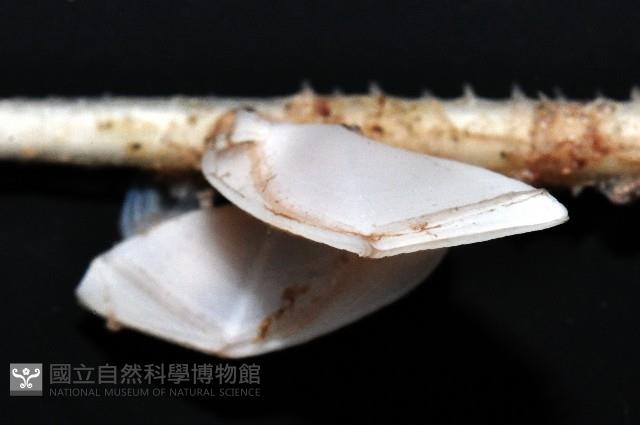 平滑大茗荷藏品圖，第4張