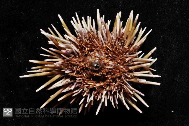 梅氏長海膽藏品圖，第4張