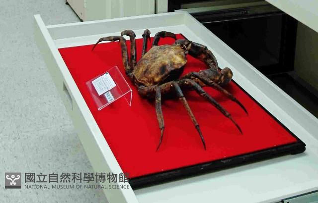 顆粒怪蟹藏品圖，第4張