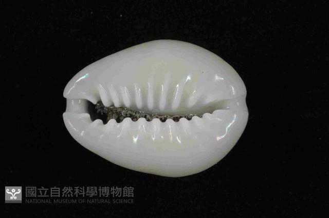 金環寶螺藏品圖，第4張