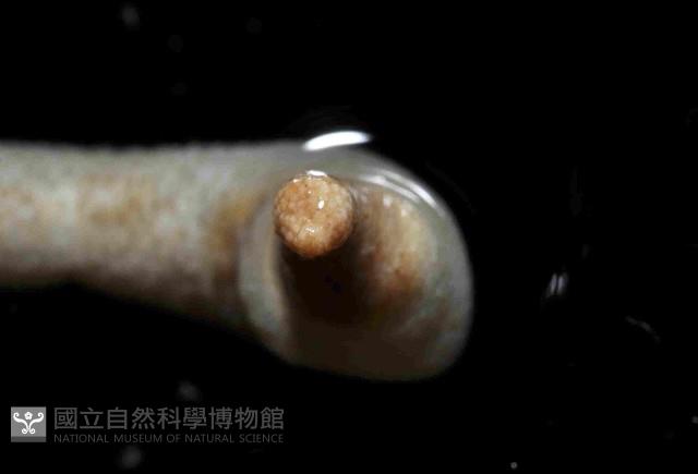 未知種革囊星蟲藏品圖，第4張
