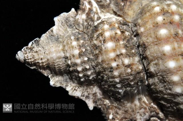 翼法螺藏品圖，第4張