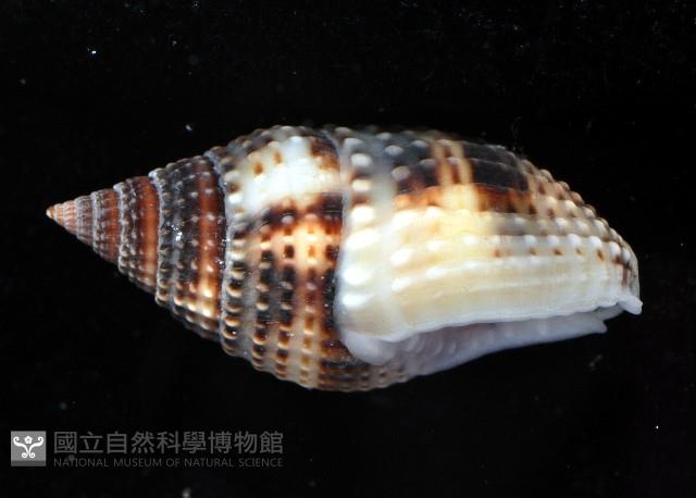 尖頭織紋螺藏品圖，第4張