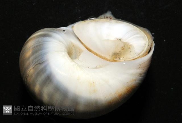 小灰玉螺藏品圖，第4張