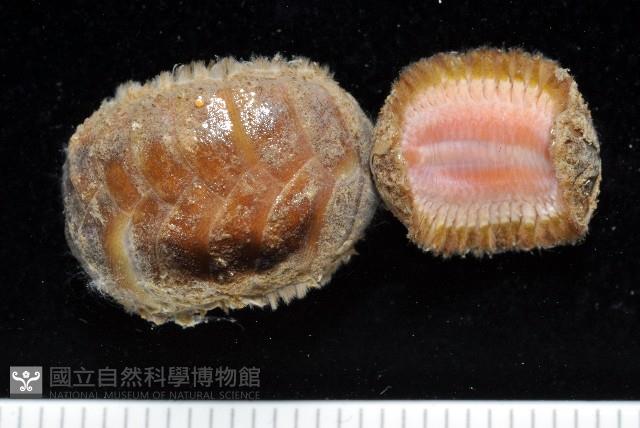 粗糙雙指鱗蟲藏品圖，第4張