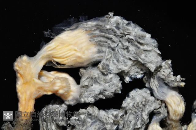 未知種海鞘藏品圖，第4張