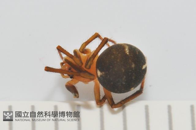 新種姬蜘藏品圖，第4張
