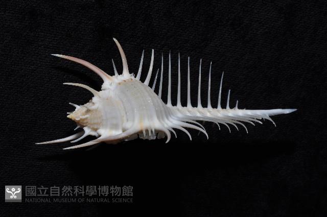 維納斯骨螺藏品圖，第4張