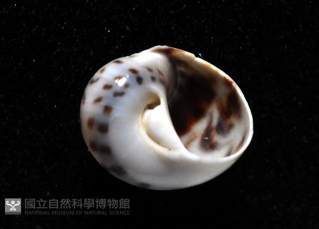 小灰玉螺藏品圖，第4張