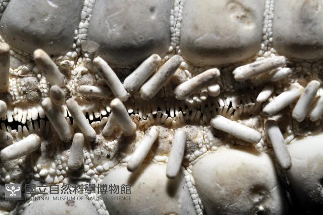 玉緣棘角海星(紫氏麗海星)藏品圖，第4張