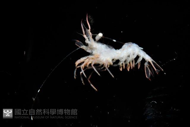 毛毛蝦藏品圖，第4張
