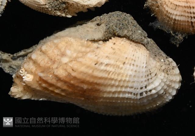 未知種魁蛤藏品圖，第4張