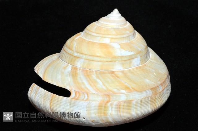 寺町翁戎螺藏品圖，第4張