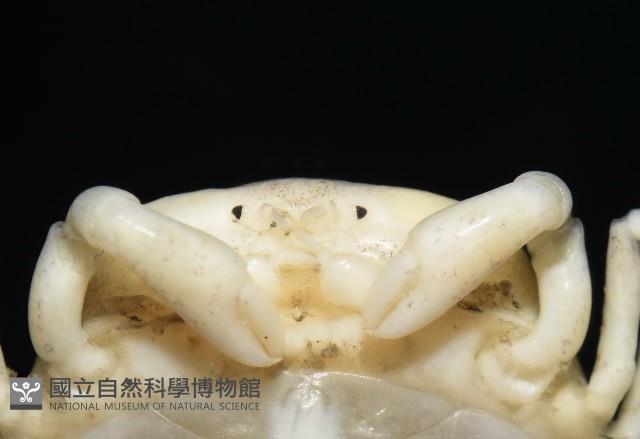 中華蚶豆蟹藏品圖，第4張