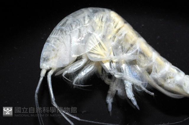 未知種端足類藏品圖，第4張