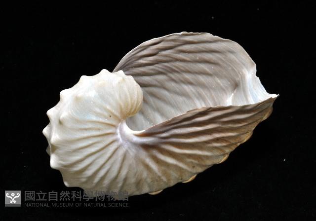 闊船蛸藏品圖，第4張