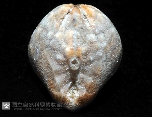 命運神海膽藏品圖，第4張