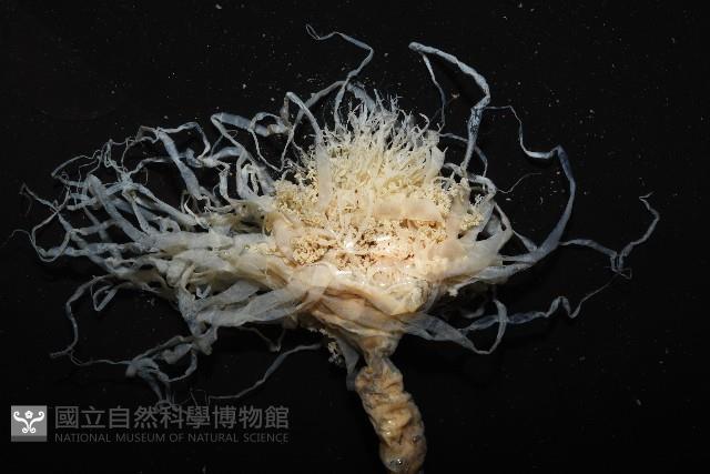 盔形水母之一種藏品圖，第4張