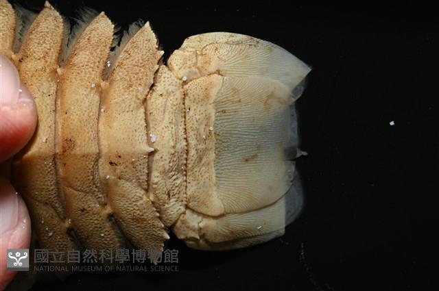 九齒扇蝦藏品圖，第4張