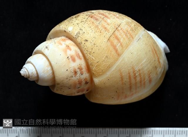 彩繪型深溝鳳螺藏品圖，第4張