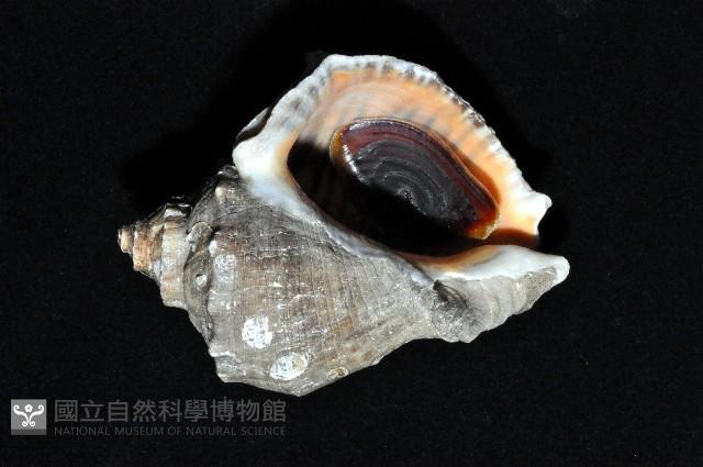 紅皺岩螺藏品圖，第4張
