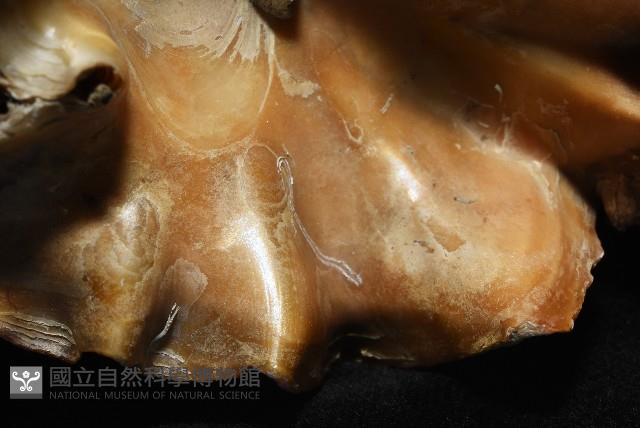 鋸齒牡蠣藏品圖，第4張