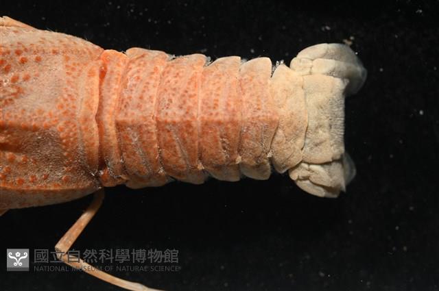 褐紅蟬蝦藏品圖，第4張