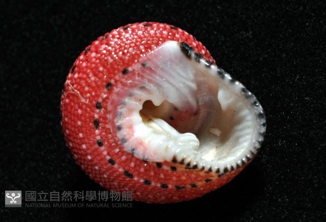 草莓鐘螺藏品圖，第4張