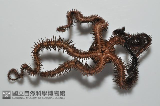 蜈蚣櫛蛇尾藏品圖，第4張