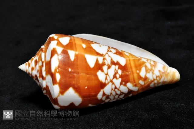 阿瑪迪芋螺藏品圖，第4張