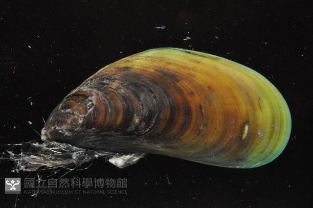綠殼菜蛤藏品圖，第4張