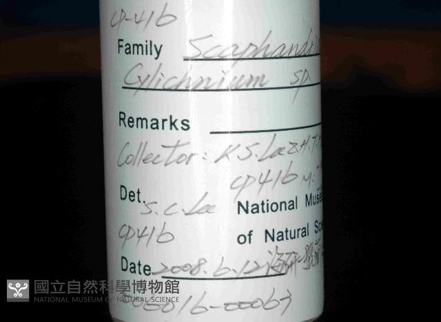 未知種深海粗米螺藏品圖，第4張